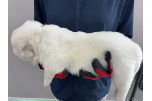 販売中の千葉県のグレートピレニーズ-394917の8枚目